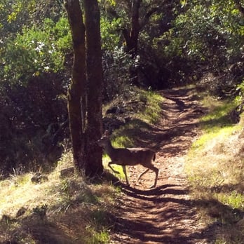 Trione-Annadel State Park - This guy and his family of four wandered across the trail right in front of us! - Parks Near Me - Santa Rosa, California Trione-Annadel State Park - This guy and his family of four wandered across the trail right in front of us! - Parks Near Me - Santa Rosa, California