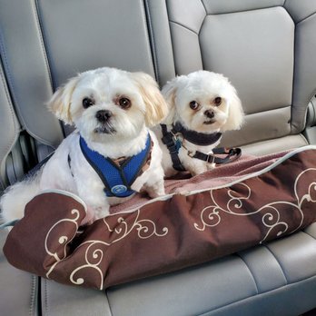 Tidy Tails - Bentley and Arthur - Pet Groomers Near Me - Suisun City, California Tidy Tails - Bentley and Arthur - Pet Groomers Near Me - Suisun City, California