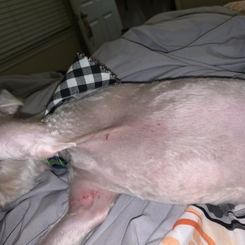 Petz Mania - KASH'S cuts and bruising! - Pet Groomers Near Me - Dallas, Texas