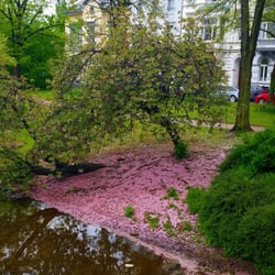 Spee'scher Graben