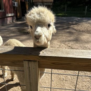 Crystal Lake Alpacas - Accessories Near Me - Frankfort, Michigan