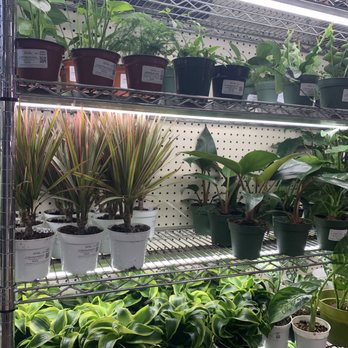 Rainbow - Nurseries & Gardening Near Me - Rosemead, California Rainbow - Nurseries & Gardening Near Me - Rosemead, California