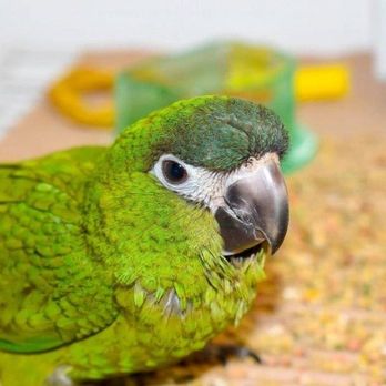 Ziggy's Feathered Friends - Photo - Pet Stores Near Me - Dorchester, Ontario Ziggy's Feathered Friends - Photo - Pet Stores Near Me - Dorchester, Ontario
