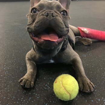 Dynamite Dog Training - Pet Training Near Me - Delray Beach, Florida