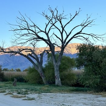 Diaz Lake Recreation Area - Lots of birds at the lake - Parks Near Me - Lone Pine, California Diaz Lake Recreation Area - Lots of birds at the lake - Parks Near Me - Lone Pine, California