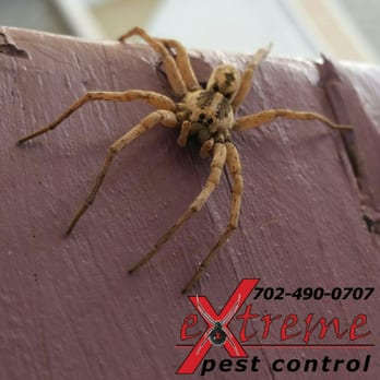 Extreme Pest Control - Wolf spider. - Pest Control Near Me - Las Vegas, Nevada Extreme Pest Control - Wolf spider. - Pest Control Near Me - Las Vegas, Nevada