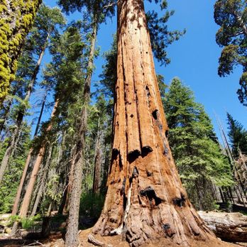 Trail of 100 Giants - Hiking Near Me - Springville, California Trail of 100 Giants - Hiking Near Me - Springville, California
