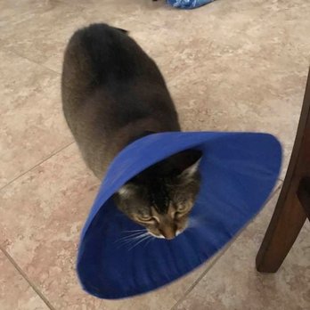 1st Pet Veterinary Centers - YaYa is all fixed up, and loving her cone! (not so much cone love.) - Veterinarians Near Me - Mesa, Arizona 1st Pet Veterinary Centers - YaYa is all fixed up, and loving her cone! (not so much cone love.) - Veterinarians Near Me - Mesa, Arizona