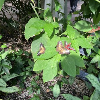 Butterfly Pavilion - Museums Near Me - Westminster, Colorado