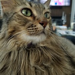 Austin Pet Au Pair - Butch the Maine Coon