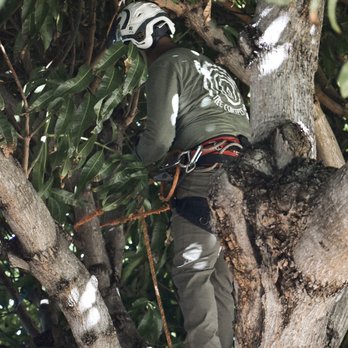 Tree Concepts Hawaii - a man climbing a tree - Tree Services Near Me Tree Concepts Hawaii - a man climbing a tree - Tree Services Near Me