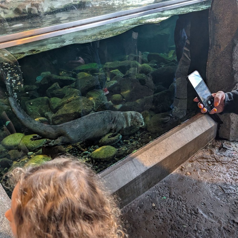 Seattle Aquarium - Otter small enclosure - Aquariums Near Me - Seattle, Washington Seattle Aquarium - Otter small enclosure - Aquariums Near Me - Seattle, Washington