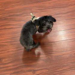 Wiggles Pet Spa - A screen grab of Esme's new haircut immediately after with a smile on her face