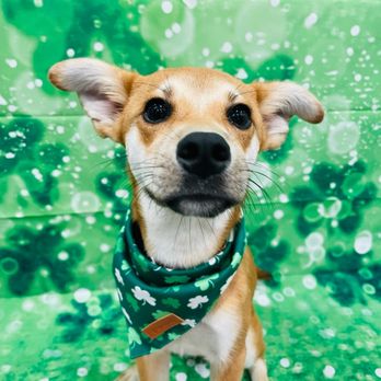 Dozo Dog  - Ahsoka Tano celebrating st patty's day at dozo dog - Pet Groomers Near Me - Astoria, New York