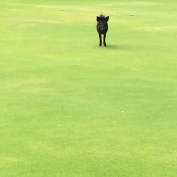 Turtle Bay Golf - Wild Boar that chased my husband. Later found out she is called Daisy. - Golf Near Me - Kahuku, Hawaii Turtle Bay Golf - Wild Boar that chased my husband. Later found out she is called Daisy. - Golf Near Me - Kahuku, Hawaii