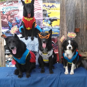 He B Iron Dog Training - Super dogs learning how to succeed at everything - Pet Training Near Me He B Iron Dog Training - Super dogs learning how to succeed at everything - Pet Training Near Me