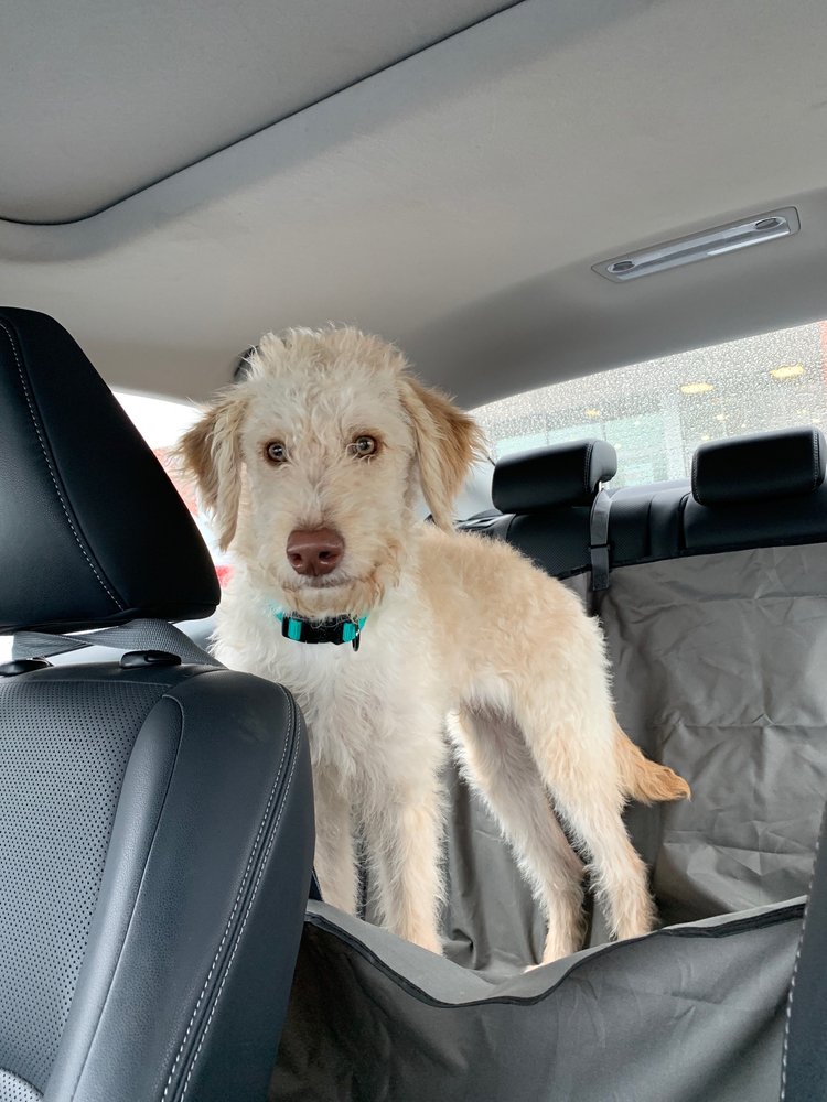 PETCO 13 Photos & 21 Reviews 1630 Scenic Highway 124, Snellville