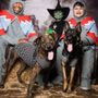 Photo of Foster Army Animal Rescue