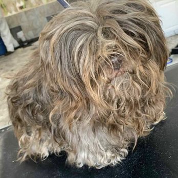 Four Paws Inn - Pet Sitting Near Me - Banning, California