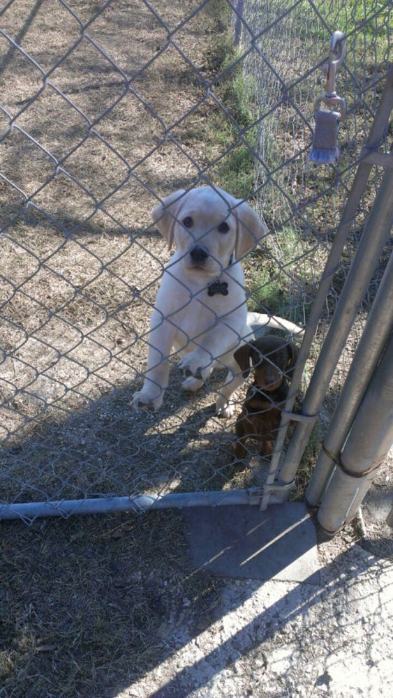 NORTHSIDE KOUNTRY KENNELS Updated April 2024 499 Jessica Dr