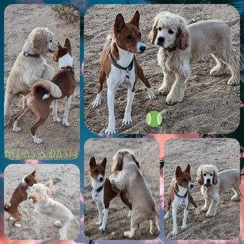 Joshua Tree Pet Resort - #secrets - Pet Sitting Near Me - Joshua Tree, California Joshua Tree Pet Resort - #secrets - Pet Sitting Near Me - Joshua Tree, California