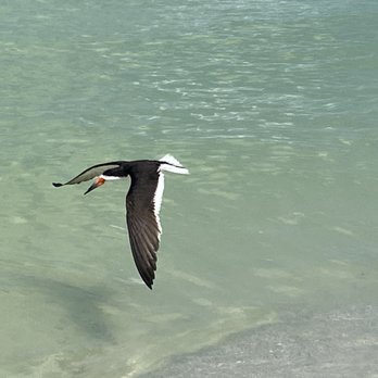 Pass-A-Grille Beach - At one with nature - Beaches Near Me - Saint Pete Beach, Florida