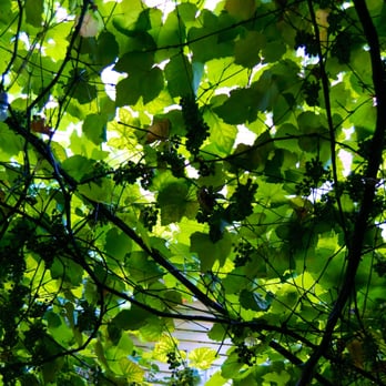 Karabatak - Grapes in the summer... It really does look lovely - Coffee & Tea Near Me - Istanbul, 34 Karabatak - Grapes in the summer... It really does look lovely - Coffee & Tea Near Me - Istanbul, 34