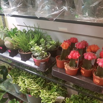 Flowers & Bubble Tea - a variety of potted plants - Bubble Tea Near Me - Toronto, Ontario Flowers & Bubble Tea - a variety of potted plants - Bubble Tea Near Me - Toronto, Ontario