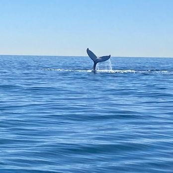 SoCal Charters - Whale Watching Tours Near Me - Newport Beach, California