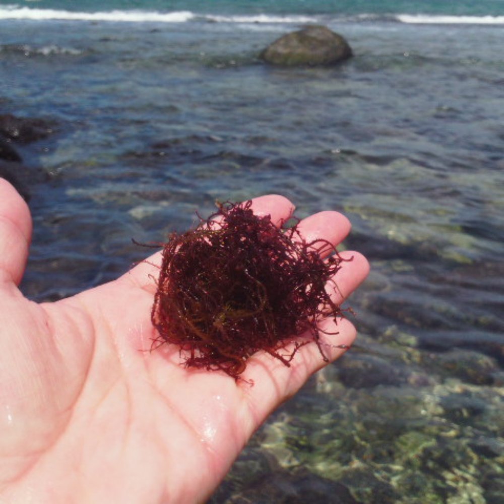 Baby Beach - I caught some ogos used in pokes. I threw it back. - Beaches Near Me - Maui, Hawaii Baby Beach - I caught some ogos used in pokes. I threw it back. - Beaches Near Me - Maui, Hawaii