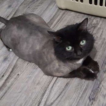 Traveling Tech - Pet Sitting Near Me