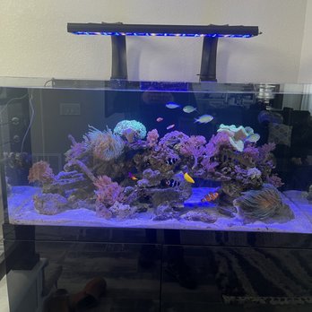 The Fish Crew - Aquarium Services Near Me - Fort Collins, Colorado