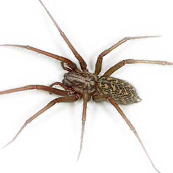 Reco Pest Control - Pest Control Near Me Reco Pest Control - Pest Control Near Me