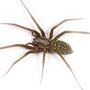 Photo of Reco Pest Control