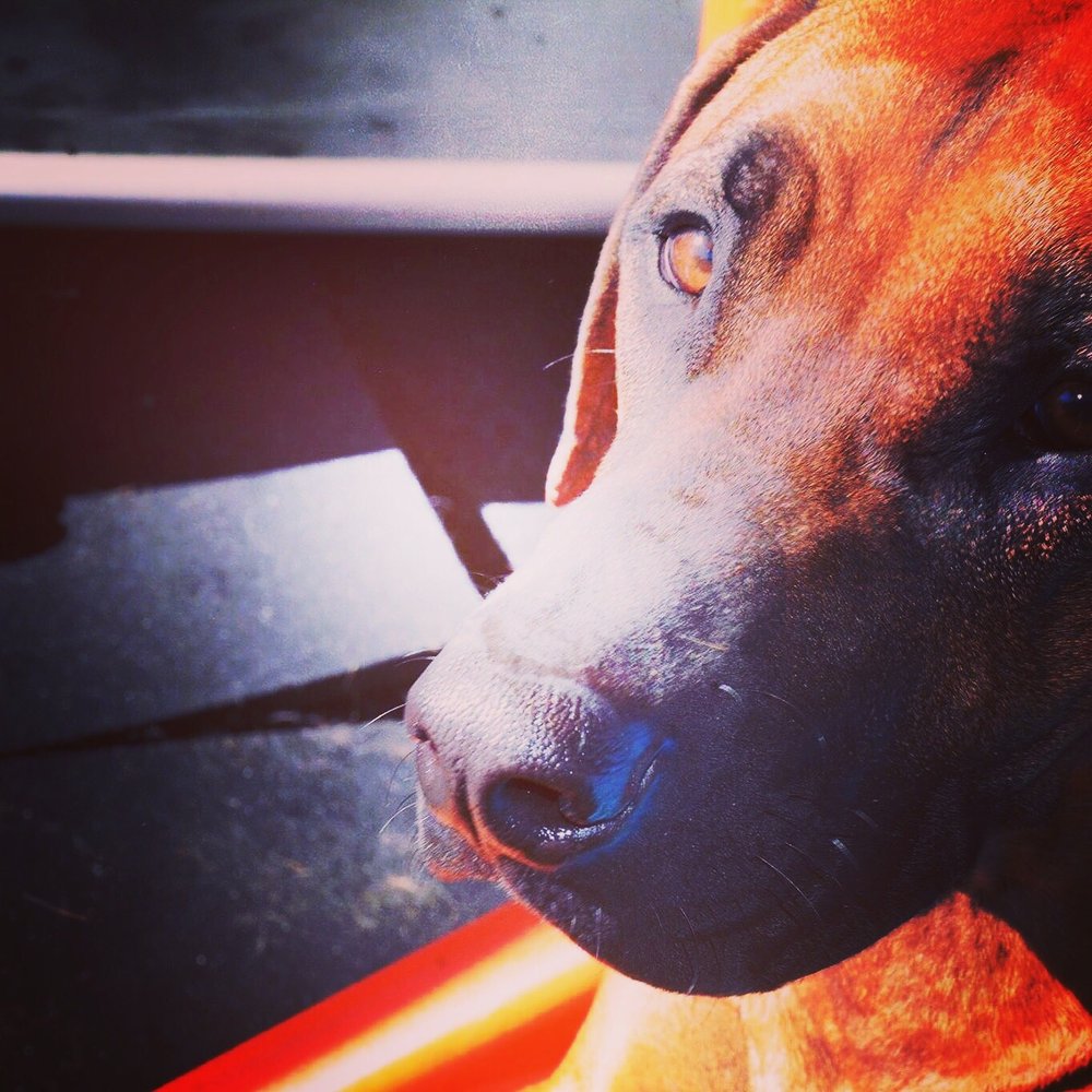 Bowwow Fun Towne - Pet Sitting Near Me - Kenmore, Washington Bowwow Fun Towne - Pet Sitting Near Me - Kenmore, Washington