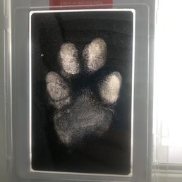 Ink blotter paw print looks great in window