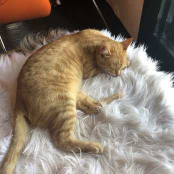 Mac Tabby Cat Cafe - Themed Cafes Near Me - Charlotte, North Carolina Mac Tabby Cat Cafe - Themed Cafes Near Me - Charlotte, North Carolina