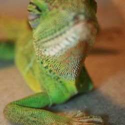 Homosassa Animal & Bird Hospital - Exotics of all types are treated by Dr. Hall