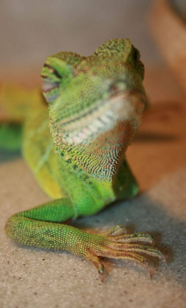 HOMOSASSA ANIMAL & BIRD HOSPITAL Updated September 2024 8177 W