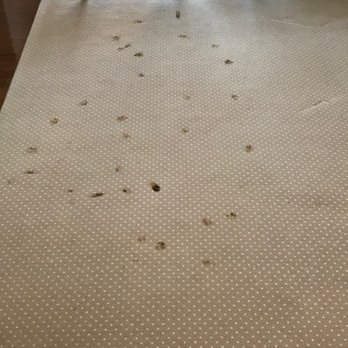 Remarkable Difference - When your dog thinks your LR carpet is the front yard- Call Remarkable Difference! They are awesome! - Carpet Cleaning Near Me Remarkable Difference - When your dog thinks your LR carpet is the front yard- Call Remarkable Difference! They are awesome! - Carpet Cleaning Near Me