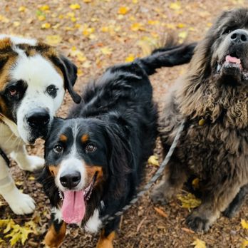 Orchard Point Kennels - Pet Training Near Me - Eugene, Oregon Orchard Point Kennels - Pet Training Near Me - Eugene, Oregon