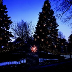 Arizona Christmas Lights - Starburst Tree Lighting