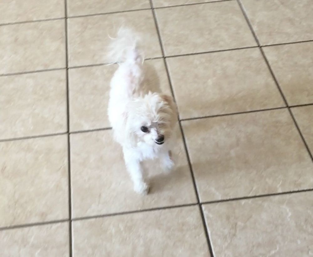 D OVERTON KENNEL Updated July 2024 Royse City, Texas Pet Boarding