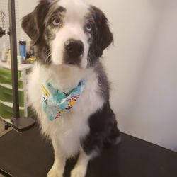 E & C Pet Parlor