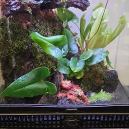 Bog paludarium that Joe & Katrin designed and set up for us. Bog paludarium that Joe & Katrin designed and set up for us.