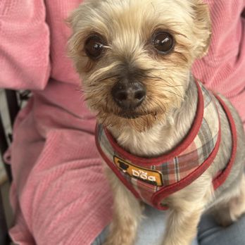 It’s Pawty Time - Freya, the pint size belcher who makes it seem so adorable. - Dog Walkers Near Me It’s Pawty Time - Freya, the pint size belcher who makes it seem so adorable. - Dog Walkers Near Me