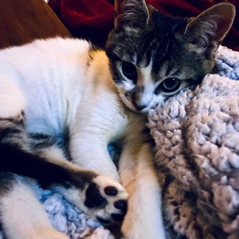 Urban Animal By Appointment - Veterinarians Near Me - Seattle, Washington Urban Animal By Appointment - Veterinarians Near Me - Seattle, Washington