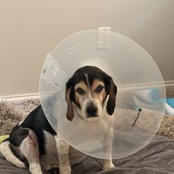 Howell Animal Hospital - Murphy recovering from surgery.