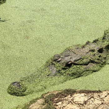 Gulf Coast Gator Ranch & Tours - BIG  gator! - Boat Tours Near Me - Moss Point, Mississippi