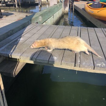Chatham Kayak Company - John raises ferrets - Rafting/Kayaking Near Me - Chatham, Massachusetts Chatham Kayak Company - John raises ferrets - Rafting/Kayaking Near Me - Chatham, Massachusetts